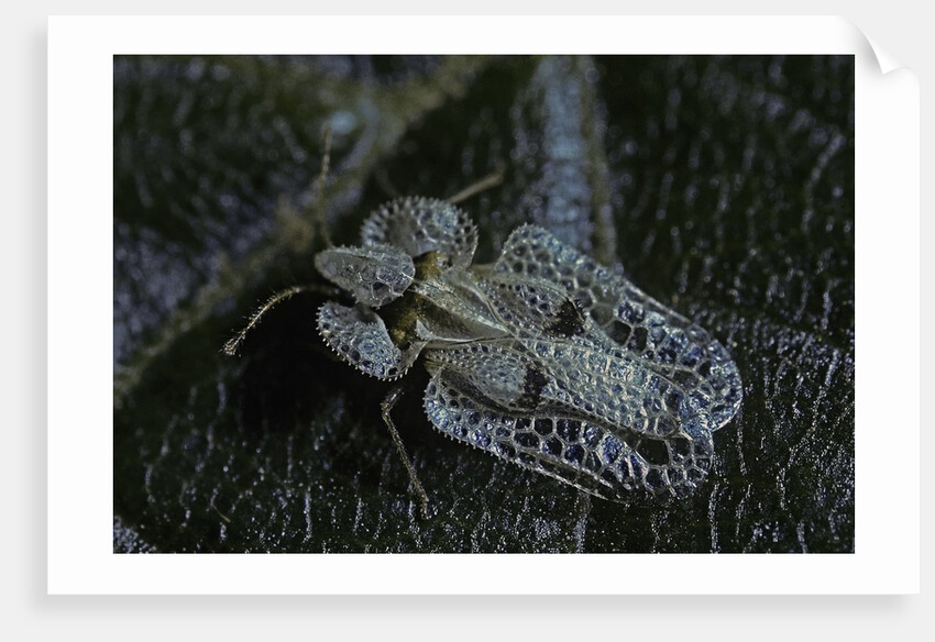 Corythucha ciliata (sycamore lace bug) by Anonymous