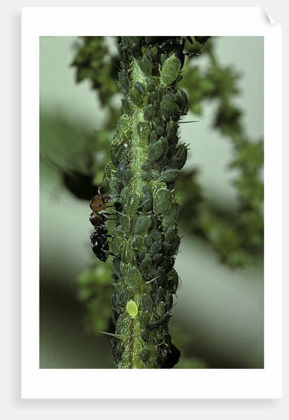 Crematogaster scutellaris - ants with aphids by Anonymous