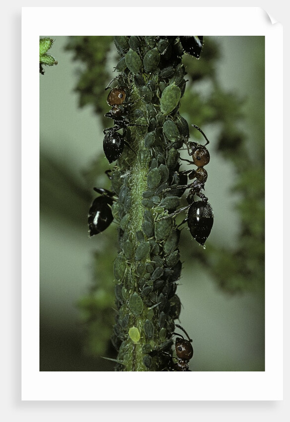 Crematogaster scutellaris - ants with aphids by Anonymous