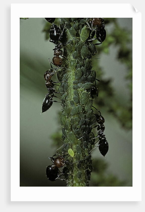 Crematogaster scutellaris - ants with aphids by Anonymous