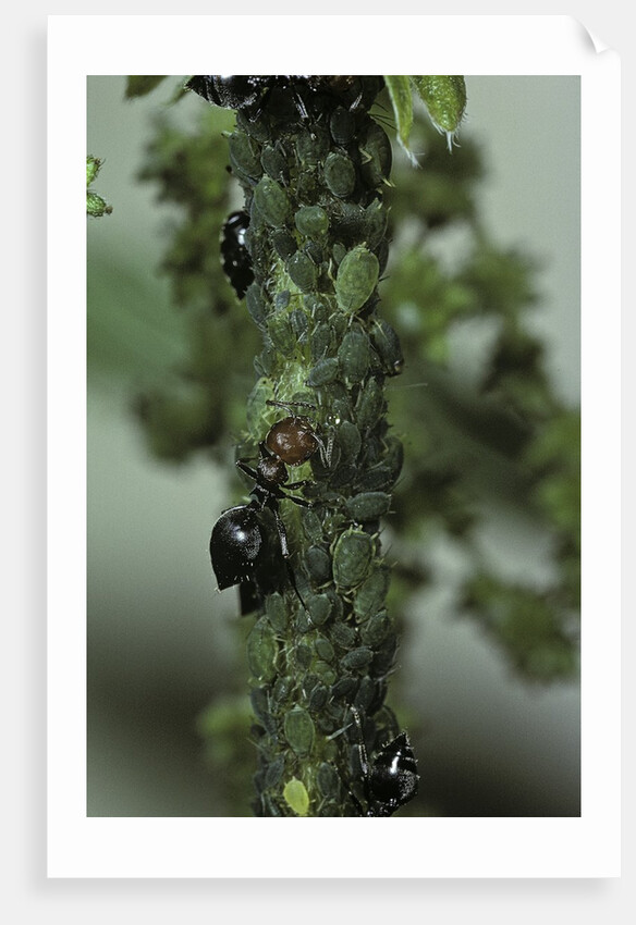 Crematogaster scutellaris - ants with aphids by Anonymous
