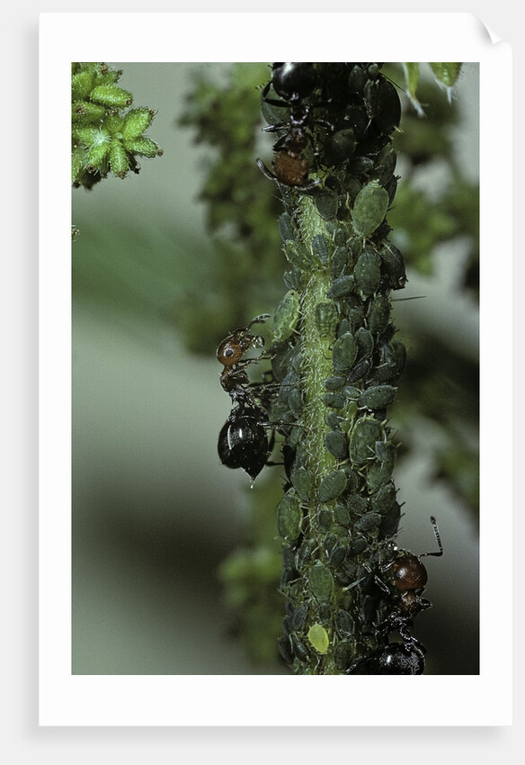 Crematogaster scutellaris - ants with aphids by Anonymous