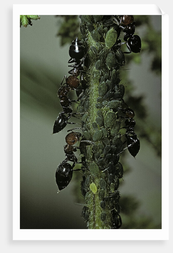Crematogaster scutellaris - ants with aphids by Anonymous