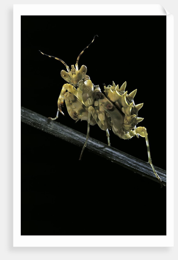 Creobroter gemmatus (jeweled flower mantis) by Anonymous