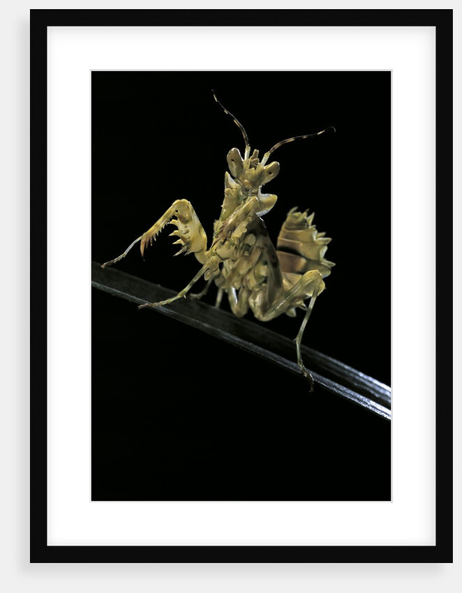 Creobroter gemmatus (jeweled flower mantis) by Anonymous