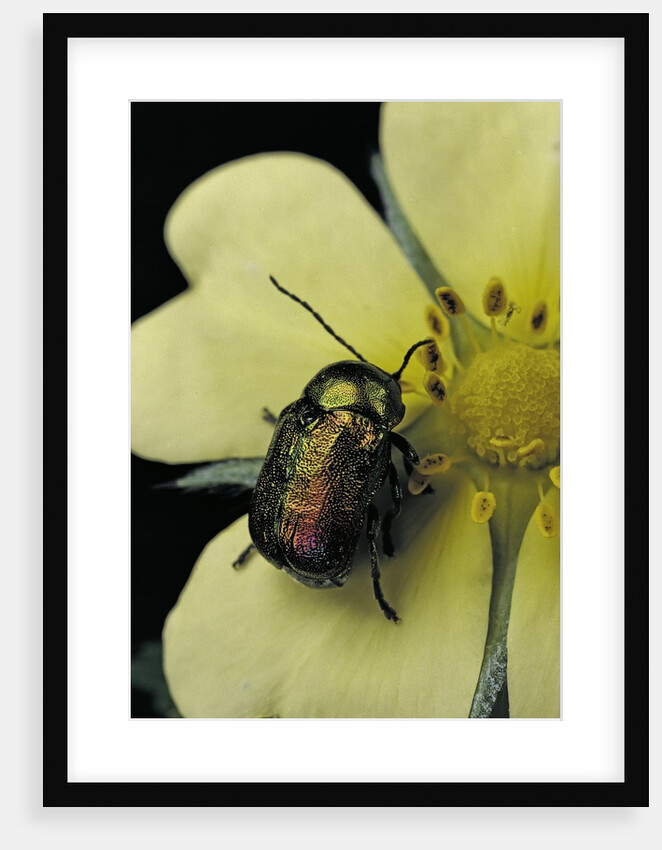 Cryptocephalus sericeus (cylindrical leaf beetles) by Anonymous