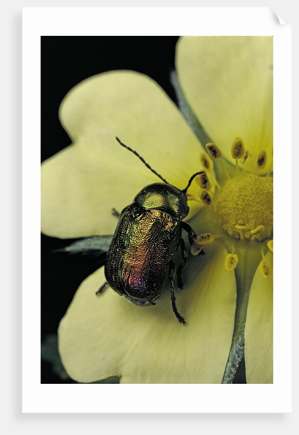 Cryptocephalus sericeus (cylindrical leaf beetles) by Anonymous