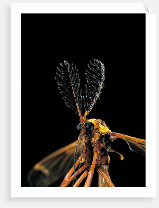 Ctenophora ornata (marked crane fly) - male by Anonymous
