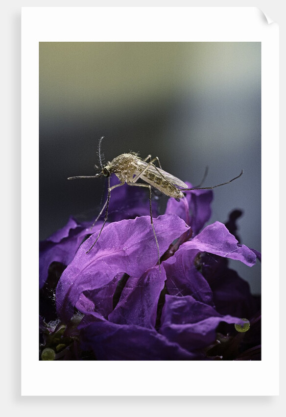 Culex pipiens (common house mosquito) - on a flower by Anonymous
