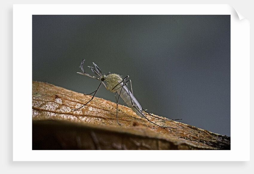 Culex pipiens (common house mosquito) by Anonymous