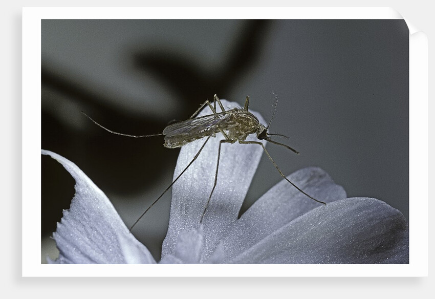 Culex pipiens (common house mosquito) - on a flower by Anonymous