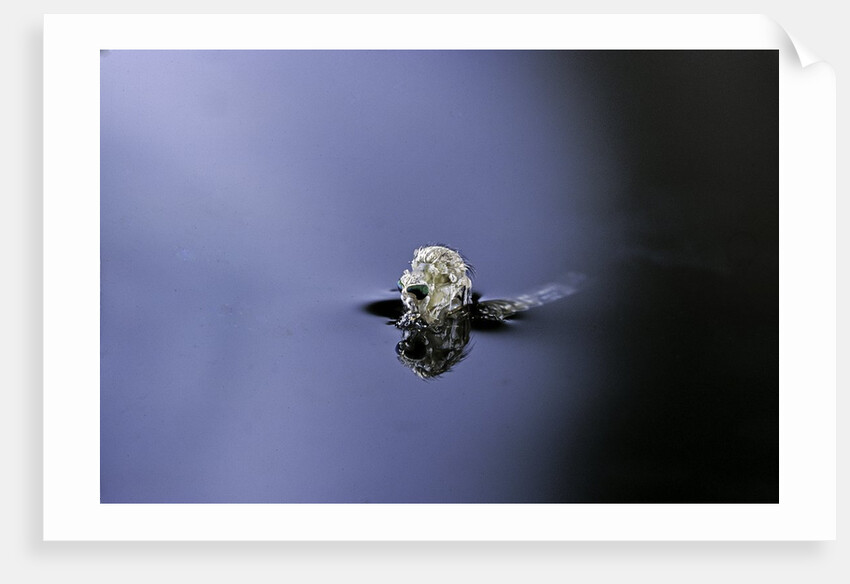 Culex pipiens (common house mosquito) - emerging (a3) by Anonymous
