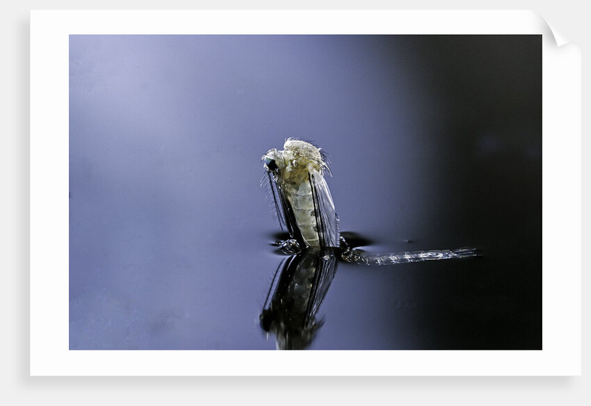 Culex pipiens (common house mosquito) - emerging (a5) by Anonymous