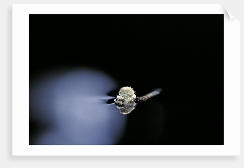 Culex pipiens (common house mosquito) - emerging (b2) by Anonymous