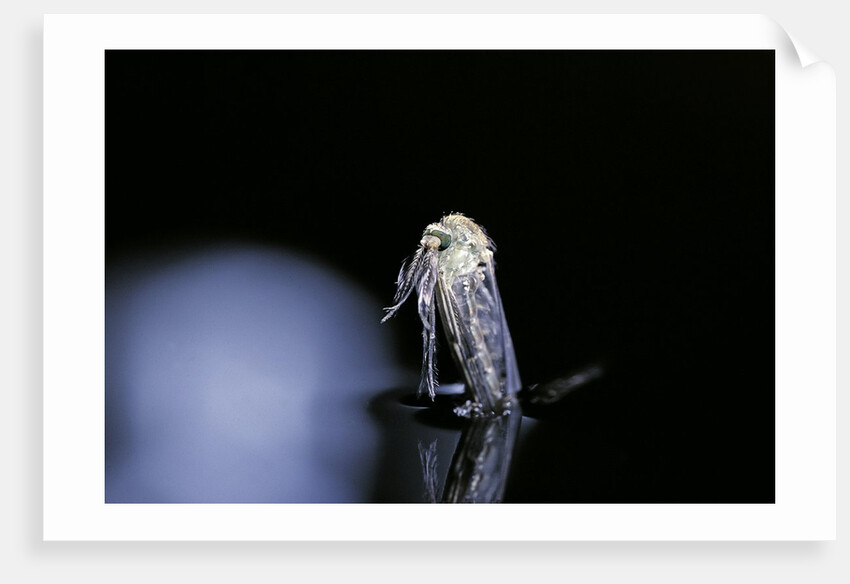 Culex pipiens (common house mosquito) - emerging (b5) by Anonymous