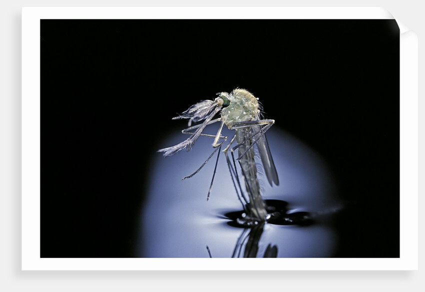 Culex pipiens (common house mosquito) - emerging (b7) by Anonymous