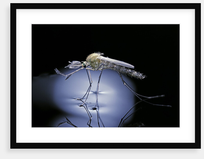 Culex pipiens (common house mosquito) - emerging (b8) by Anonymous