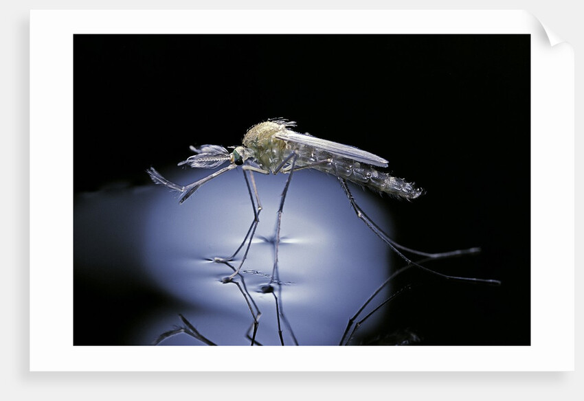 Culex pipiens (common house mosquito) - emerging (b8) by Anonymous