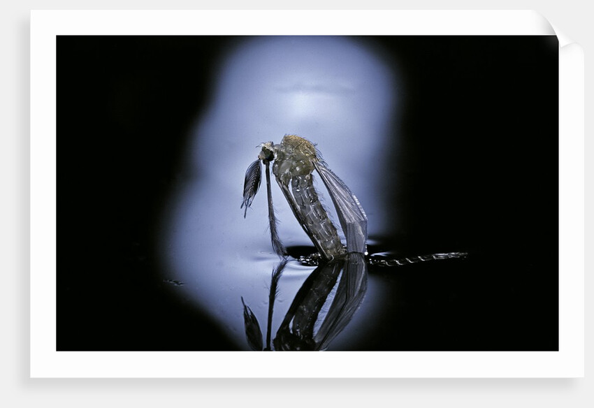 Culex pipiens (common house mosquito) - emerging (c1) by Anonymous