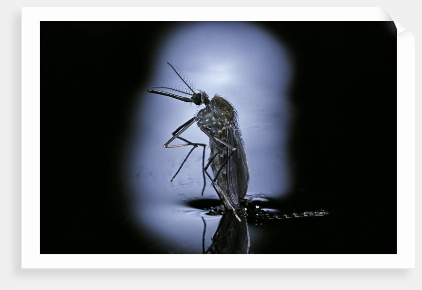 Culex pipiens (common house mosquito) - emerging (c2) by Anonymous