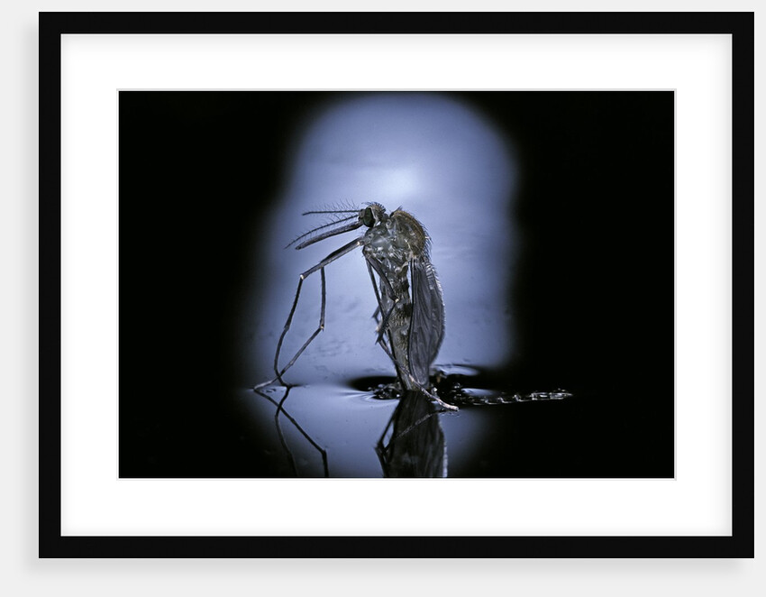 Culex pipiens (common house mosquito) - emerging (c3) by Anonymous
