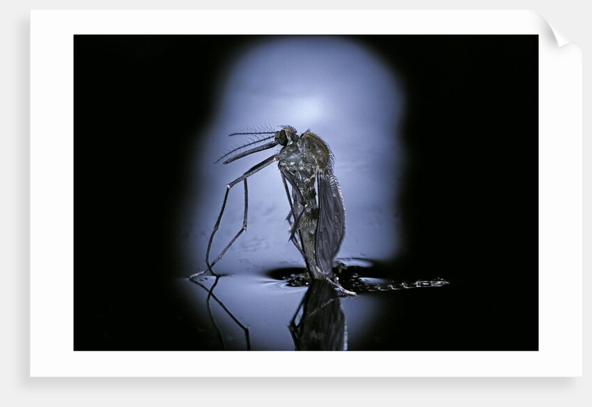 Culex pipiens (common house mosquito) - emerging (c3) by Anonymous