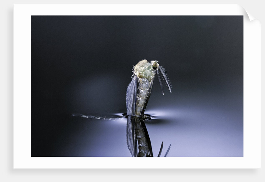 Culex pipiens (common house mosquito) - emerging (d6) by Anonymous