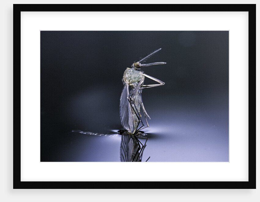 Culex pipiens (common house mosquito) - emerging (d8) by Anonymous