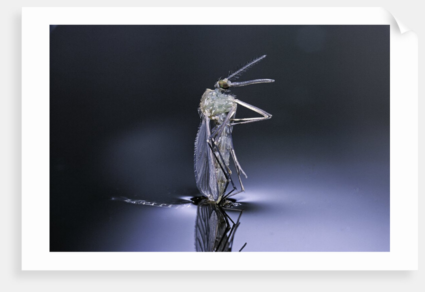 Culex pipiens (common house mosquito) - emerging (d8) by Anonymous