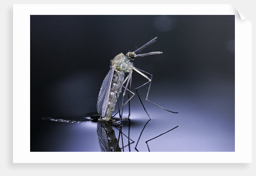 Culex pipiens (common house mosquito) - emerging (d9) by Anonymous