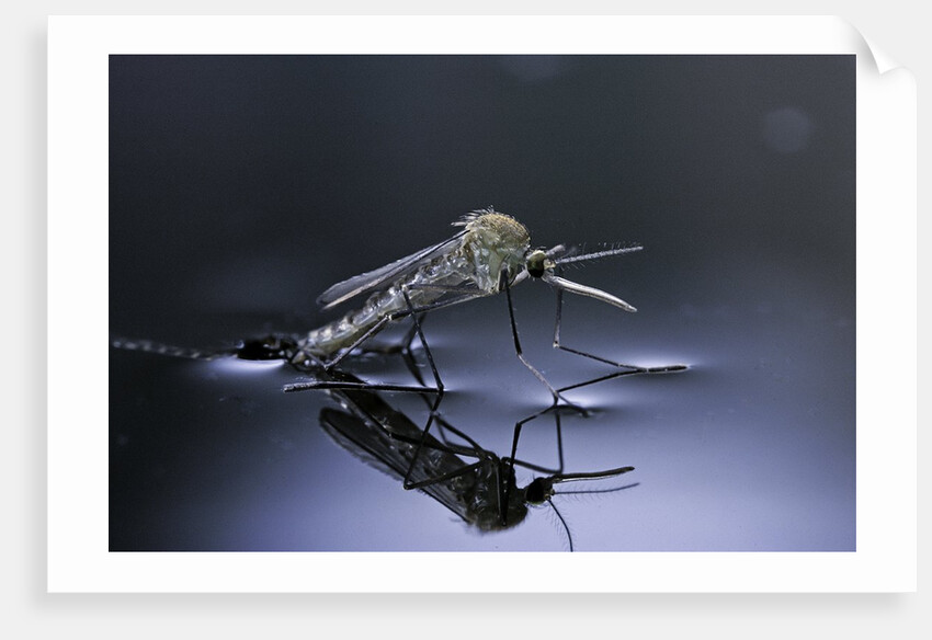 Culex pipiens (common house mosquito) - emerging (d10) by Anonymous