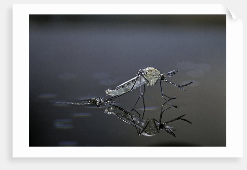 Culex pipiens (common house mosquito) - emerging (d11) by Corbis