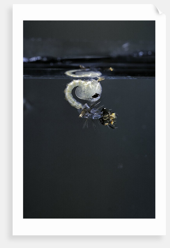 Culex pipiens (common house mosquito) - emerging of the pupa by Anonymous