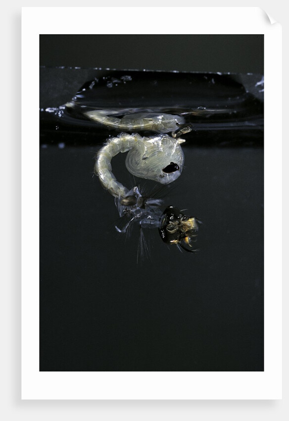 Culex pipiens (common house mosquito) - emerging of the pupa by Anonymous