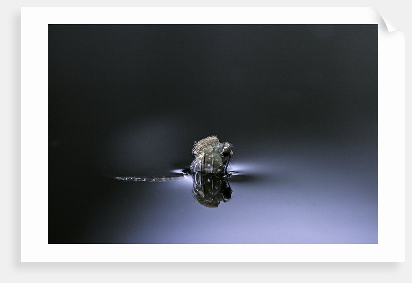 Culex pipiens (common house mosquito) - emerging (d3) by Anonymous