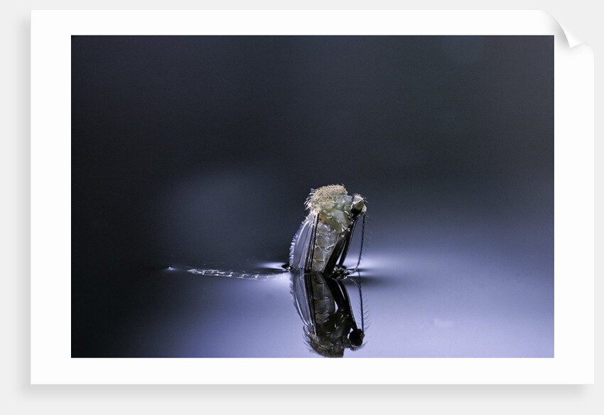 Culex pipiens (common house mosquito) - emerging (d4) by Anonymous