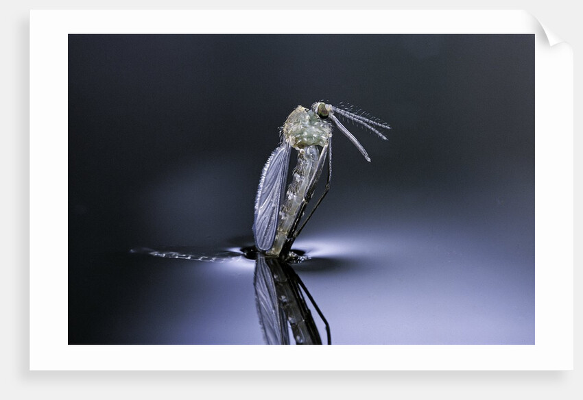 Culex pipiens (common house mosquito) - emerging (d7) by Anonymous