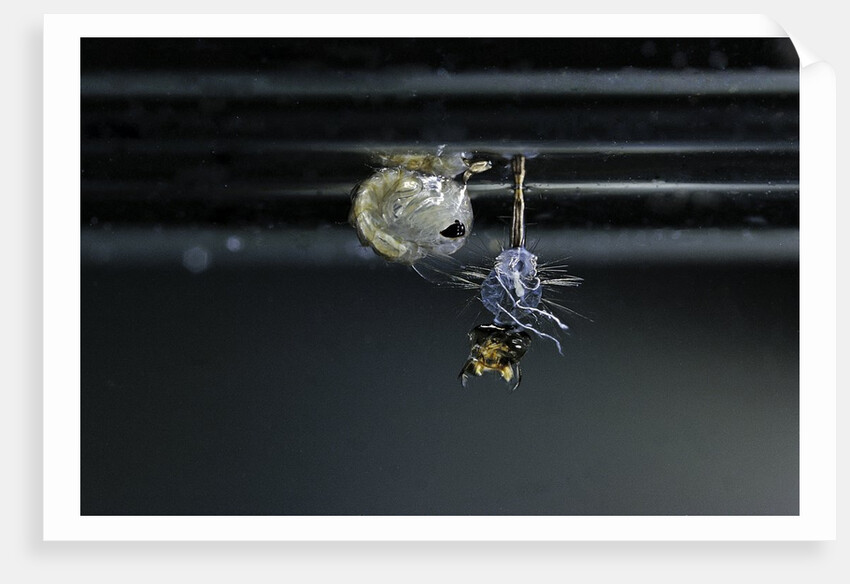 Culex pipiens (common house mosquito) - emerging of the pupa by Anonymous