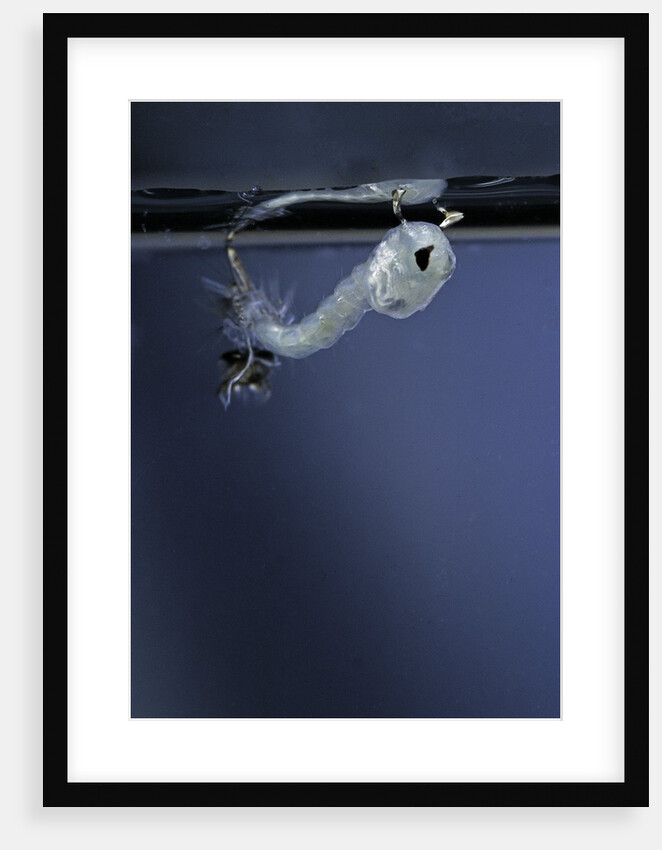 Culex pipiens (common house mosquito) - emerging of the pupa by Anonymous