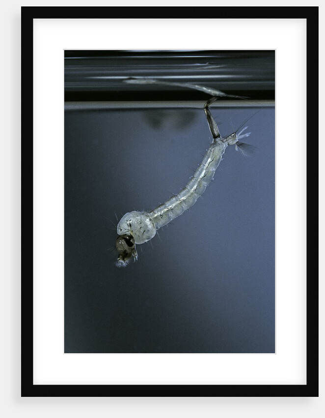 Culex pipiens (common house mosquito) - emerging of the pupa by Anonymous