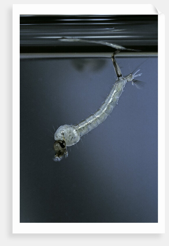 Culex pipiens (common house mosquito) - emerging of the pupa by Anonymous