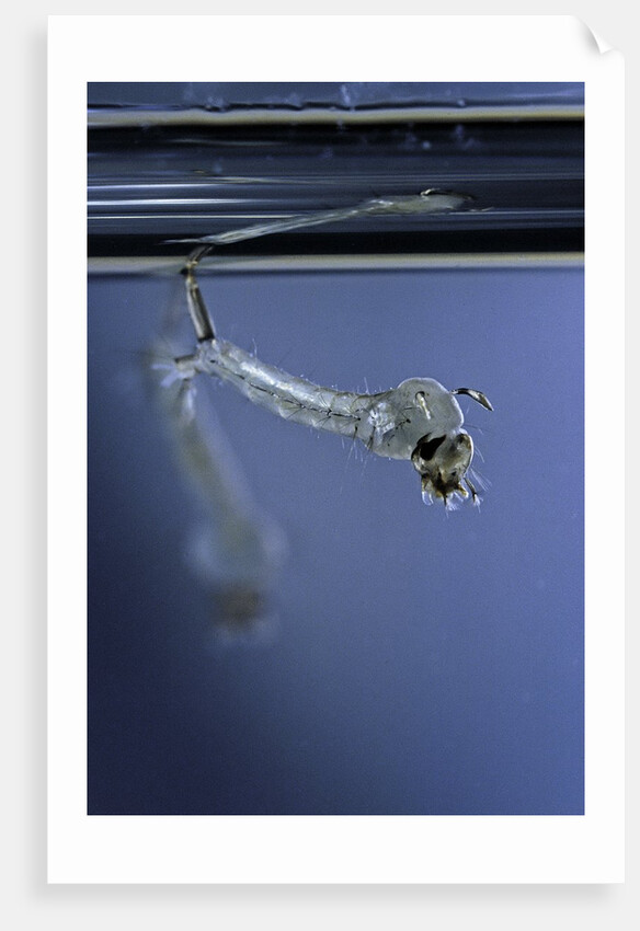 Culex pipiens (common house mosquito) - emerging of the pupa by Anonymous