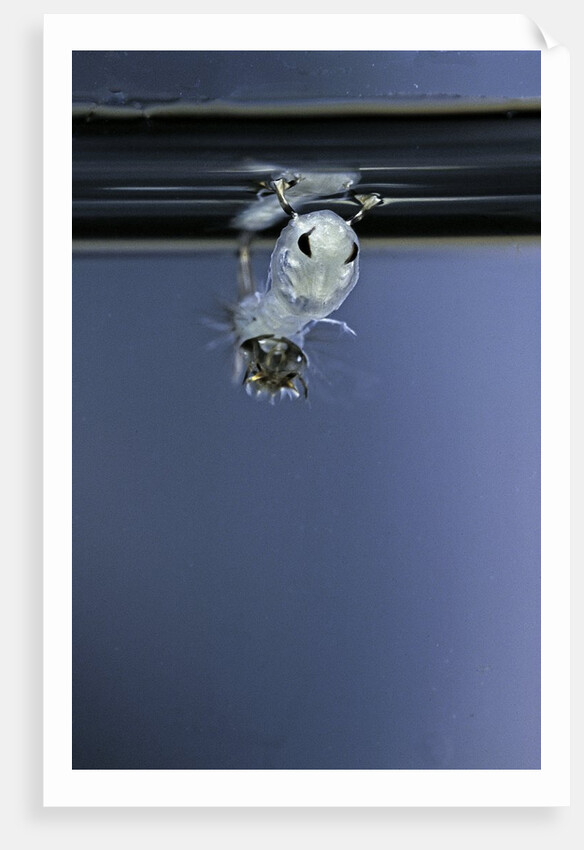 Culex pipiens (common house mosquito) - emerging of the pupa by Anonymous