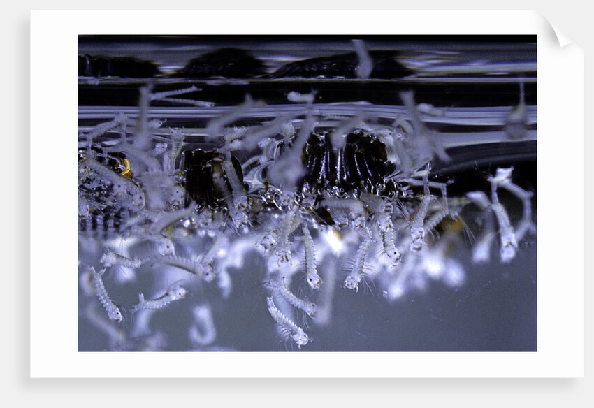 Culex pipiens (common house mosquito) - emerging of the larvae by Anonymous