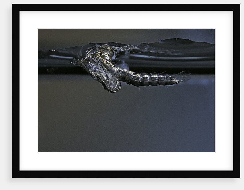 Culex pipiens (common house mosquito) - exuvia under the water surface by Anonymous