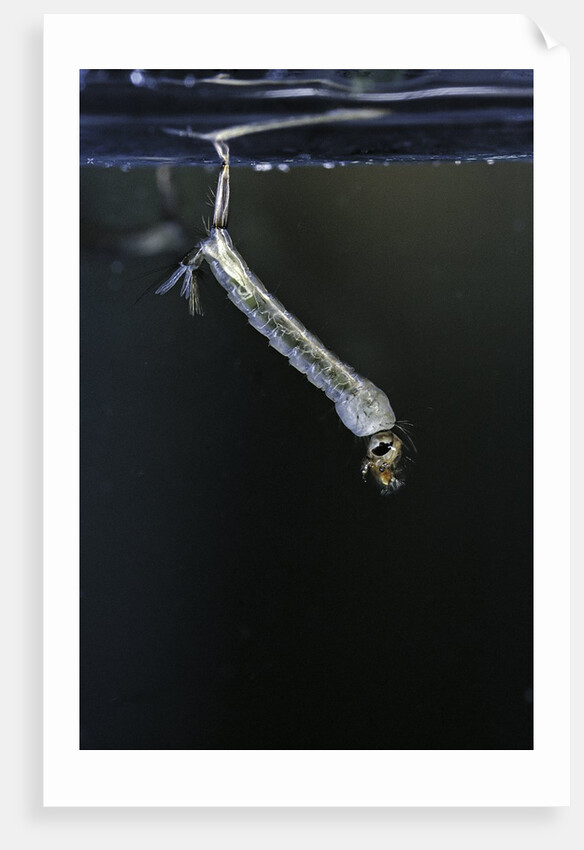 Culex pipiens (common house mosquito) - larva by Anonymous