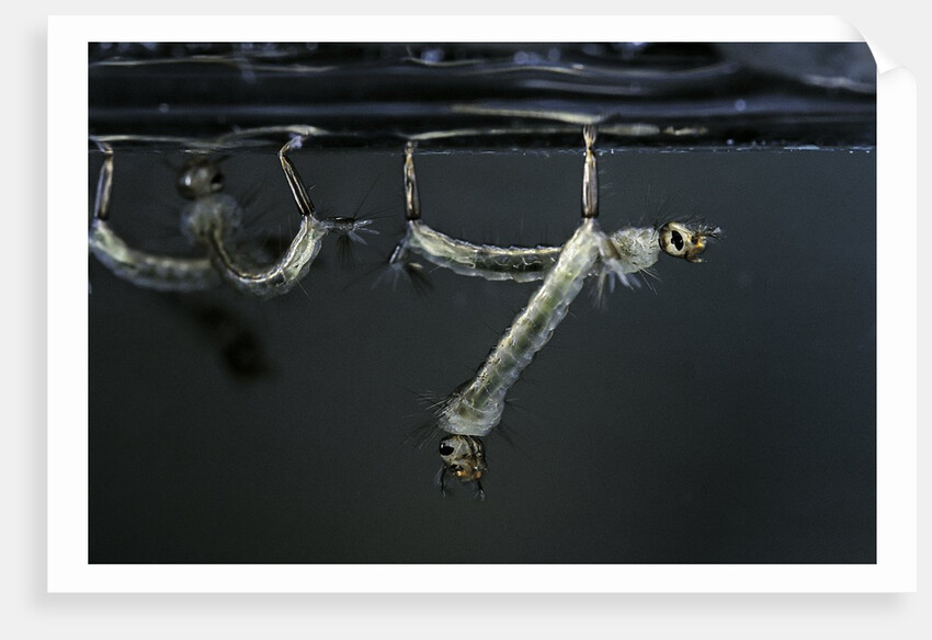 Culex pipiens (common house mosquito) - larvae by Anonymous