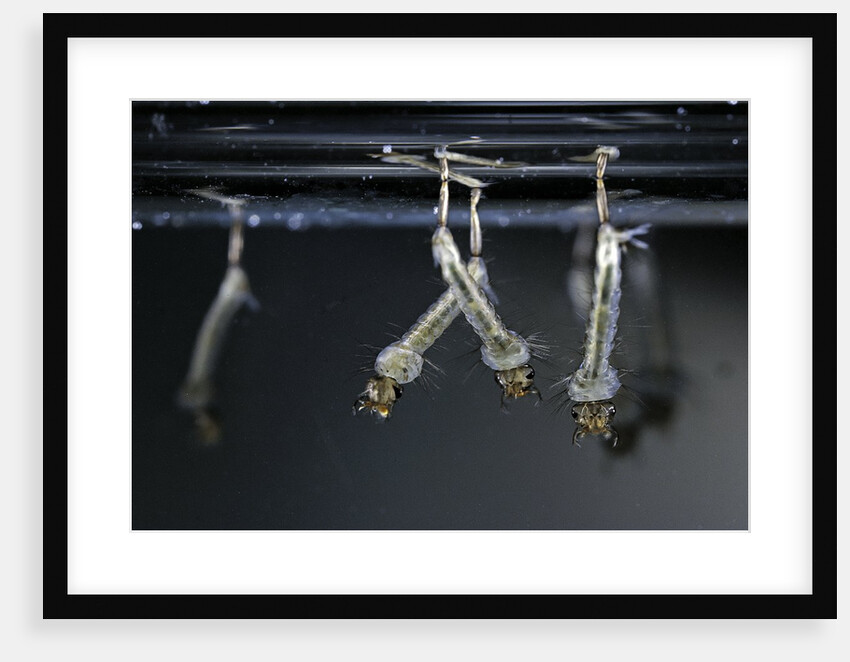 Culex pipiens (common house mosquito) - larvae by Anonymous