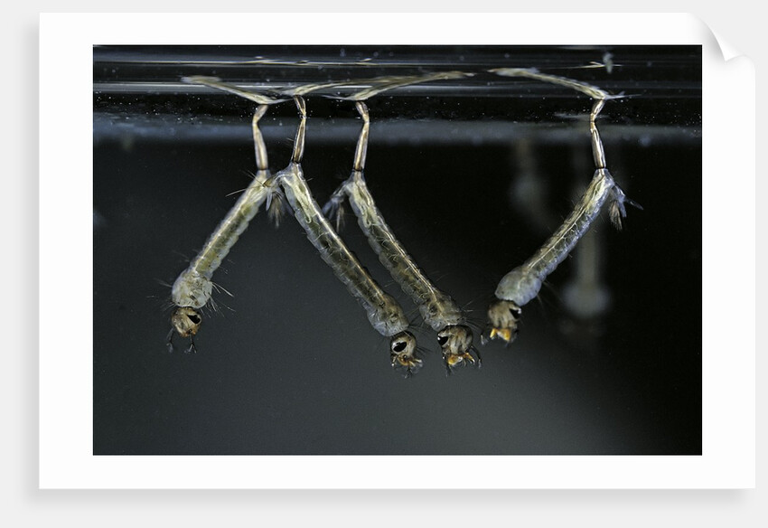 Culex pipiens (common house mosquito) - larvae by Anonymous