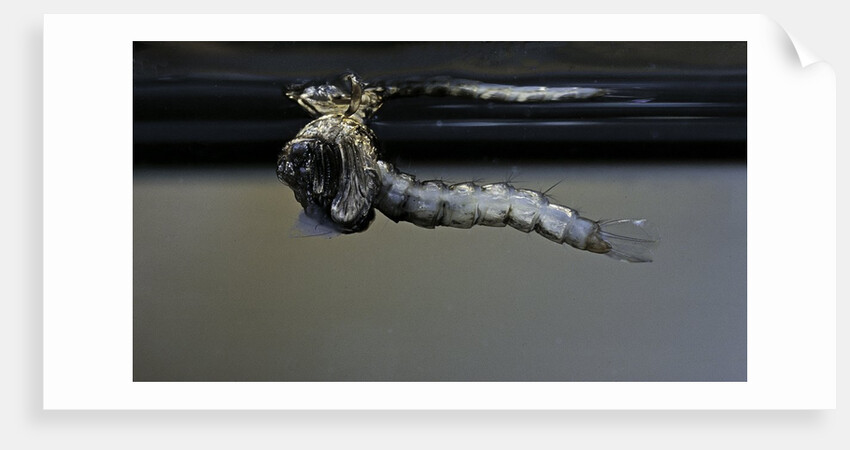 Culex pipiens (common house mosquito) - emerging from under the water surface by Anonymous